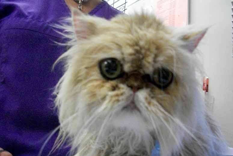 Grant recipient cat