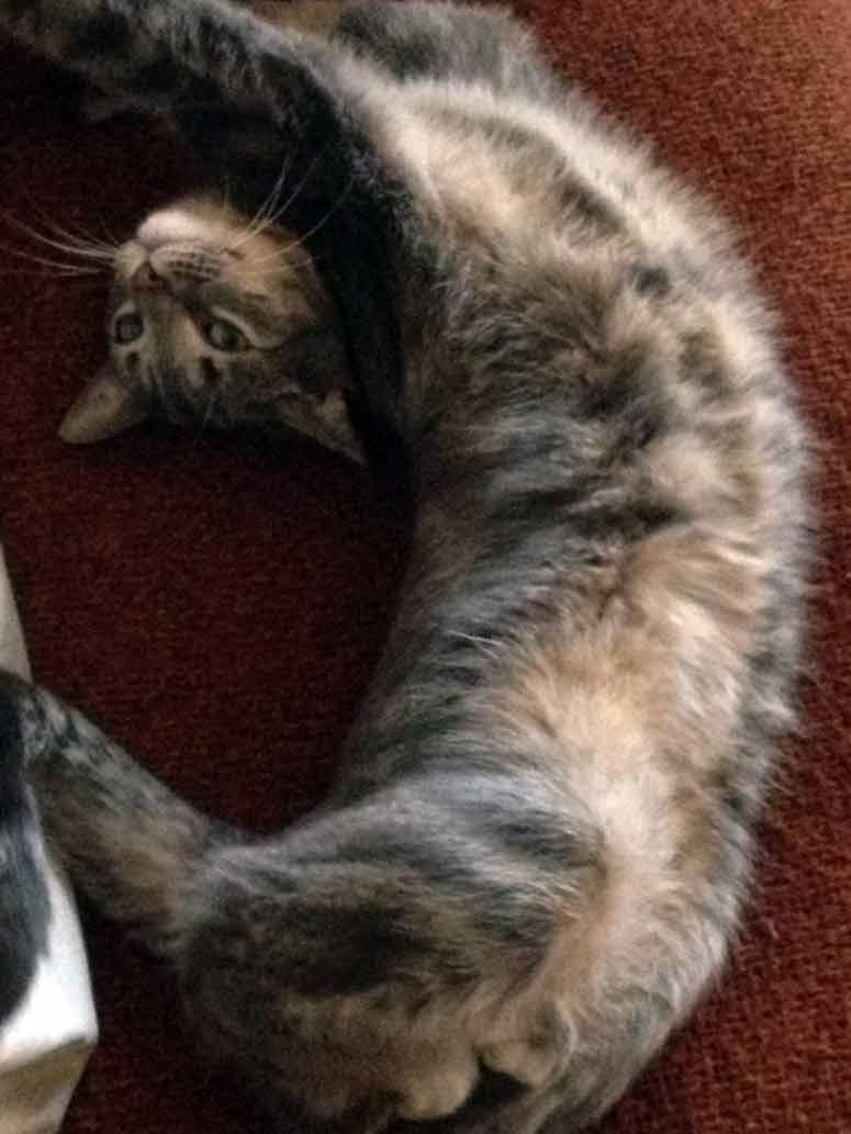 Grant recipient cat