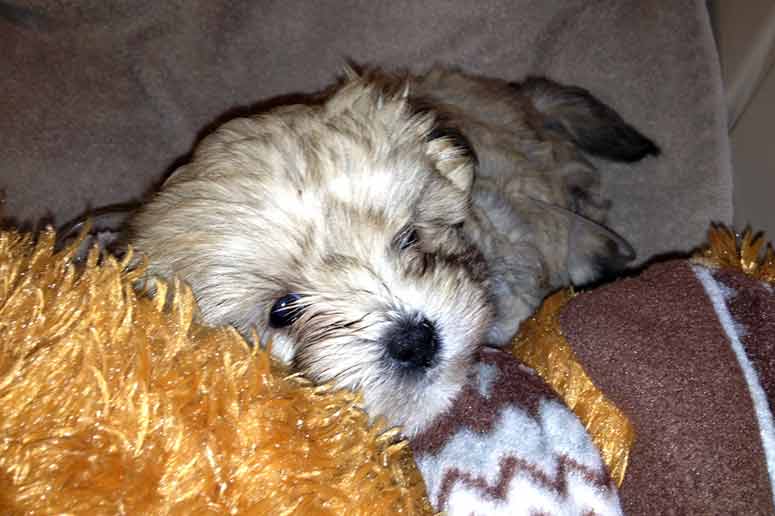 Grant recipient puppy